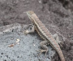 Microlophus bivittatus
