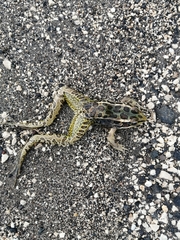 Lithobates forreri