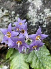 Conandron ramondioides