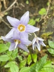 Conandron ramondioides