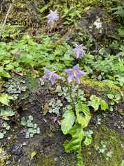 Conandron ramondioides