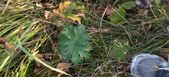 Geranium palustre