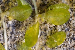 Halophila