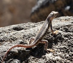 Microlophus bivittatus