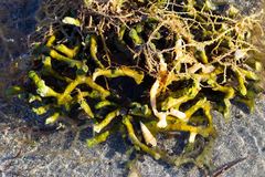 Callyspongia subarmigera