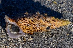 Pseudovertagus aluco