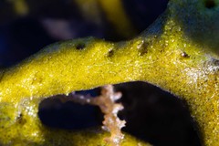 Callyspongia subarmigera