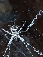 Argiope butchko