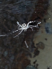 Argiope butchko