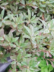 Erysiphe azaleae
