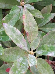Erysiphe azaleae