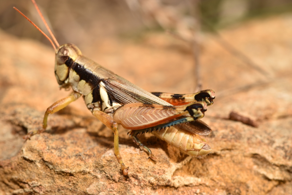 Glaucus-legged Spur-throat Grasshopper