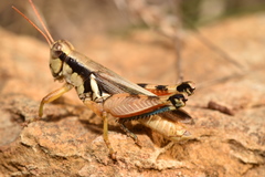 Melanoplus glaucipes