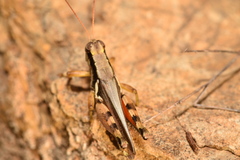 Melanoplus glaucipes