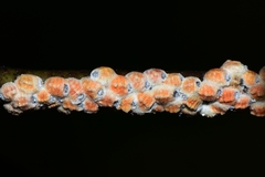 Eriococcus