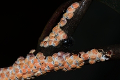 Eriococcus