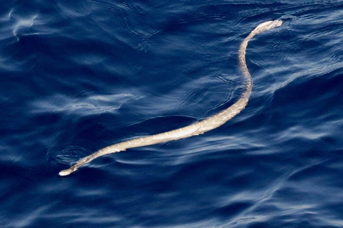 Photo of a Spotted Sea Snake (Hydrophis ocellatus)
