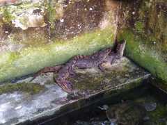 Caiman crocodilus