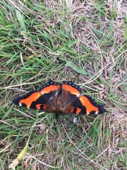 Aglais milberti viola