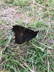 Aglais milberti viola