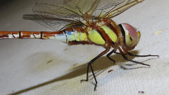 Anaciaeschna jaspidea