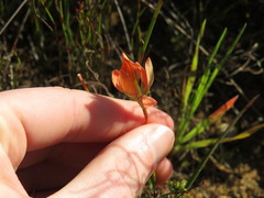 Moraea papilionacea papilionacea