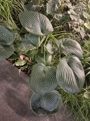 Hosta sieboldiana