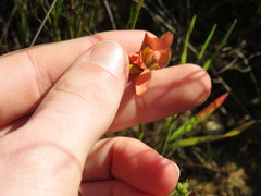 Moraea papilionacea papilionacea