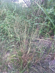 Leptochloa mucronata