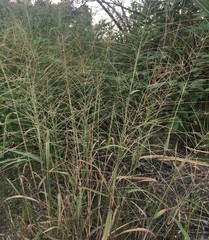 Leptochloa mucronata