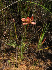 Moraea papilionacea papilionacea
