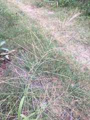 Leptochloa mucronata