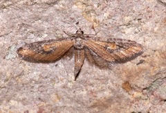 Eupithecia biedermanata