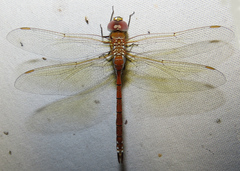 Anaciaeschna jaspidea