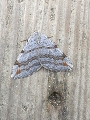 Aplocera perelegans