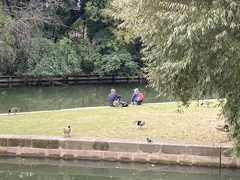 Branta canadensis