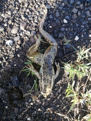 Lithobates forreri