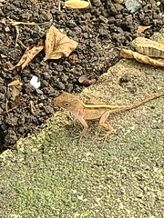 Anolis cybotes