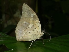 Archaeoprepona demophoon