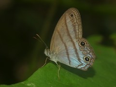 Amiga arnaca