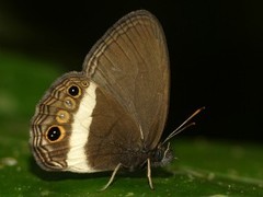 Splendeuptychia ashna