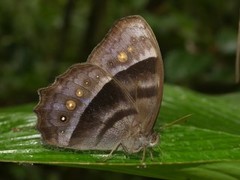 Taygetis thamyra