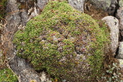 Diapensia lapponica
