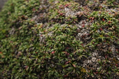 Diapensia lapponica