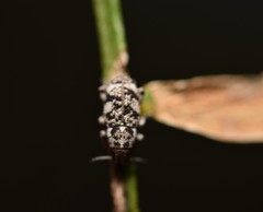 Colecerus marmoratus