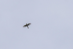 Fringilla montifringilla