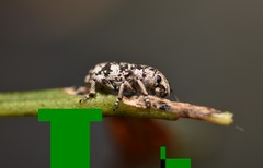 Colecerus marmoratus