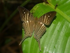 Marpesia egina