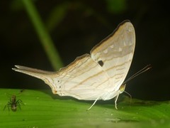 Marpesia egina