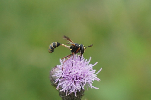 Waisted Beegrabber, 3791 Achterveld, Nederland, photo 6 of 10
